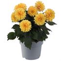 Bild von Ej Dahlia knop Golden Yellow